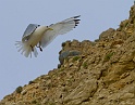 Mouette tridactyle 9609_wm
